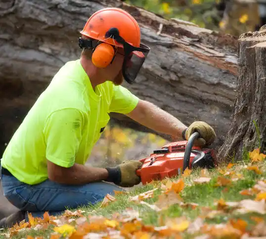 tree services Corriganville